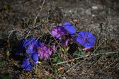 Enlarge photo 1528