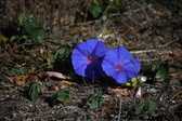 Enlarge photo 1529