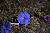 Enlarge photo 1530