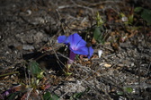 Enlarge photo 1531