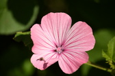 Enlarge photo 28