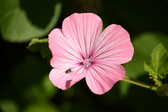 Enlarge photo 29