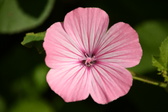 Enlarge photo 30