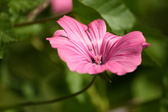 Enlarge photo 33