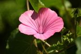 Enlarge photo 34
