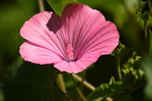 Enlarge photo 35