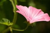Enlarge photo 37