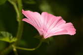 Enlarge photo 38