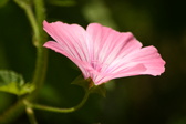 Enlarge photo 39