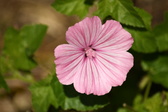 Enlarge photo 41