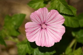 Enlarge photo 42