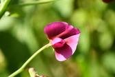 Enlarge photo 45
