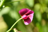 Enlarge photo 48