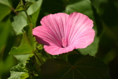 Enlarge photo 50