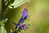 Enlarge photo 61