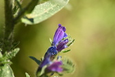 Enlarge photo 62