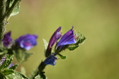 Enlarge photo 64