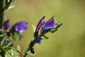 Enlarge photo 65