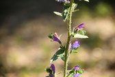 Enlarge photo 66