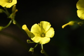 Enlarge photo 70