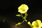 Enlarge photo 75