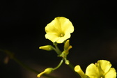 Enlarge photo 76