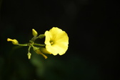 Enlarge photo 77