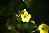 Enlarge photo 78