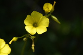 Enlarge photo 79