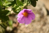 Enlarge photo 93