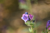 Enlarge photo 94