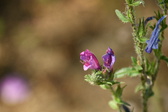 Enlarge photo 95