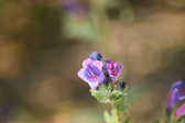 Enlarge photo 97
