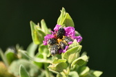 Enlarge photo 98