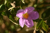 Enlarge photo 104