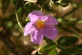 Enlarge photo 105