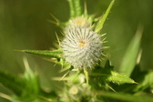 Enlarge photo 109