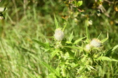 Enlarge photo 110