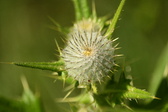 Enlarge photo 111