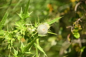 Enlarge photo 113