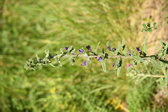 Enlarge photo 114