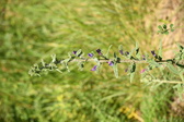 Enlarge photo 115