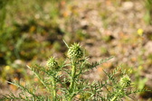 Enlarge photo 116