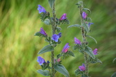Enlarge photo 128