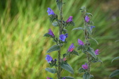 Enlarge photo 129