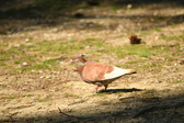 Enlarge photo 132