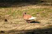 Enlarge photo 133