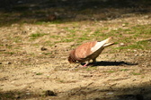 Enlarge photo 135