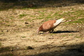 Enlarge photo 136