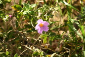 Enlarge photo 246